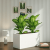 2 Dieffenbachia Seguine Or Maroba (60–80cm) in GRP Planter