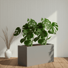 2 Monstera Swiss Cheese 50-60cm in Grp Pot 90x40x30