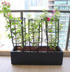 3 Bougainvillea Spectabilis  80 - 100cm in Grp Planter (90-40-30cm)