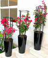 3 Bougainvillea Spectabilis Bundle 80 - 100cm  in Ceramic Pot Long
