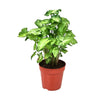 Syngonium Green