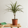 Dracaena Marginata Air purifying Plant 40-50cm