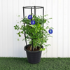 Clitoria Ternatea ,Butterfly Pea | Dubai Gardens Blue Beauty!
