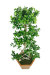 Bonsai Indoor Plant - Grill Shape