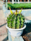Barrel Cactus - Ferocactus Sp.