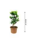 Ficus Bonsai - Ficus Retusa