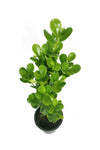 Ficus Panda - Ficus Retusa Single Stem