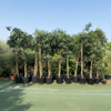 Chaunsa Mango Mature Plant (3.0–3.5m)