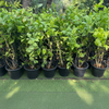 Arabian Jasmine Motia - Jasminum Sambac | UAE's Best-Selling Plant!