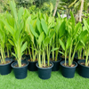 Canna Indica - Canna Green | Dubai's Lush Greens!