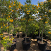 🌟 Yellow Bells Plant 2.0-2.5m (Tecoma stans) XXL| Dubai Garden Glory!