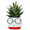 Cute Face Succulent Planters with Glasses