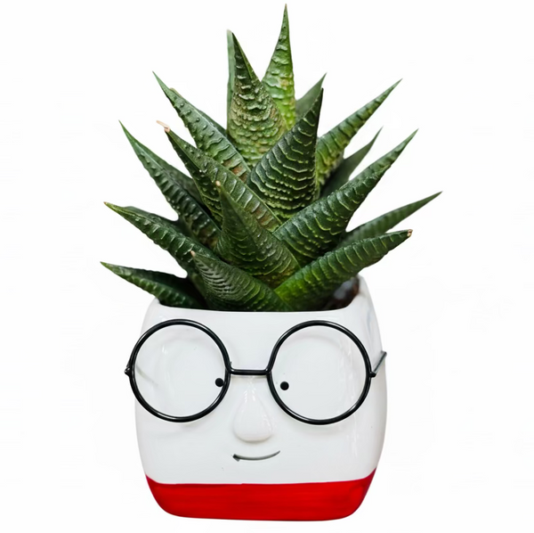 succulent face planter Cute Face Succulent Planters with Glasses – Plant Shop AE