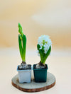 Hyacinth - Hyacinthus Bulb - Oxalis Tetraphylla