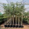 Chaurasia Speciosa Outdoor Tree