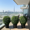 Ehretia Ball Shape Plant
