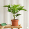 Livistona Palm indoor Chinese Fan Palm Plant (30-40cm)