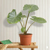 Alocasia California Elephant Ear Plant (40-60cm)