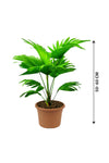 Cabbage Palm - Livistona Australis