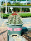 Melocactus Conoideus – Rare Cactus with Red Cephalium