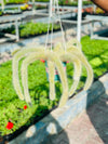 Monkey Tail Cactus Hanging  - Cactus Plant