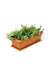Portulaca Grandiflora  - In Rectangular Pot