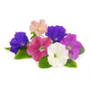 Petunia - Outdoor Seasonal Flowering Plant