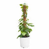 Philodendron Scandens