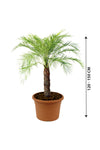 Phoenix Roebelenii - Indoor Pygmy Palm