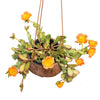 Porchulaca Hanging
