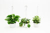 Philodendron Plants Combo