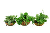 Peperoma Plants Combo Of 3 In Steel Hanging
