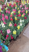 Snapdragon - Antirrhinum Majus