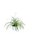 Spider Plant - Chlorophytum Comosum