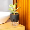 Self Watering Pot Without Plant (A703)