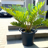 Cardboard Palm (0.5-0.7m) | UAE's Tropical Palm!