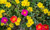 Portulaca Umbraticola