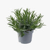English Lavender  - Premium Fragrant Perennial Plant