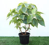 Acalypha Tahiti 0.3-0.5m: Tropical Beauty for Small Spaces