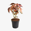 Acalypha Wilkesiana - Copper Leaf (30-50cm) | UAE's Garden Glory!