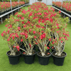 Desert Rose - Adenium Obesum وردة الصحراء | Dubai's Best-Selling Plants!
