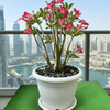 Adenium obesum Or Desert Rose وردة الصحراء XL