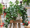 Mona Lisa Lipstick Aeschynanthus Plant