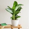 Aglaonema Pattaya Beauty Premium Houseplant