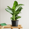 Aglaonema Pattaya Beauty Plant