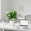 Aglaonema Pattaya Beauty in Ceramic Pot | UAE's Best-Selling Houseplant!