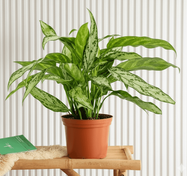 aglaonema silver queen care Aglaonema Silver Queen Chinese Evergreen Plant