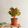 Aglaonema Sp wishes Indoor Plants
