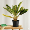 Chinese Evergreen Aglaonema Mix Indoor Plant (25-30cm)
