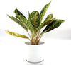 Aglaonema spp Mix Indoor Houseplant (25–30cm)